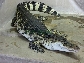 Krokodýlí ZOO Protivín - 